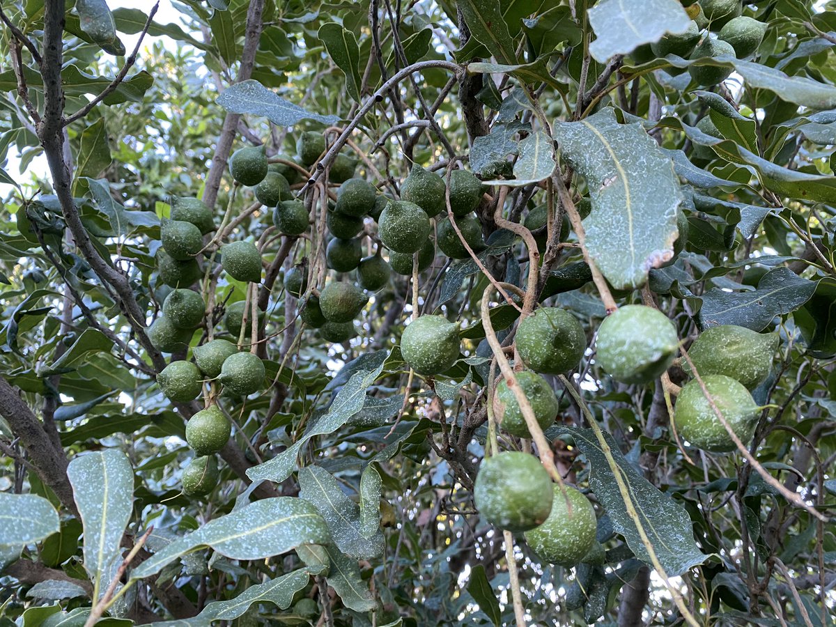 Scott_B_Mason's tweet photo. Thanks to Hinkler Park Plantation, Central Highlands boasts a vibrant and growing #Queensland #nut industry. @AusMacadamias #health superfood! @growcom https://t.co/jIhyhtTqq9