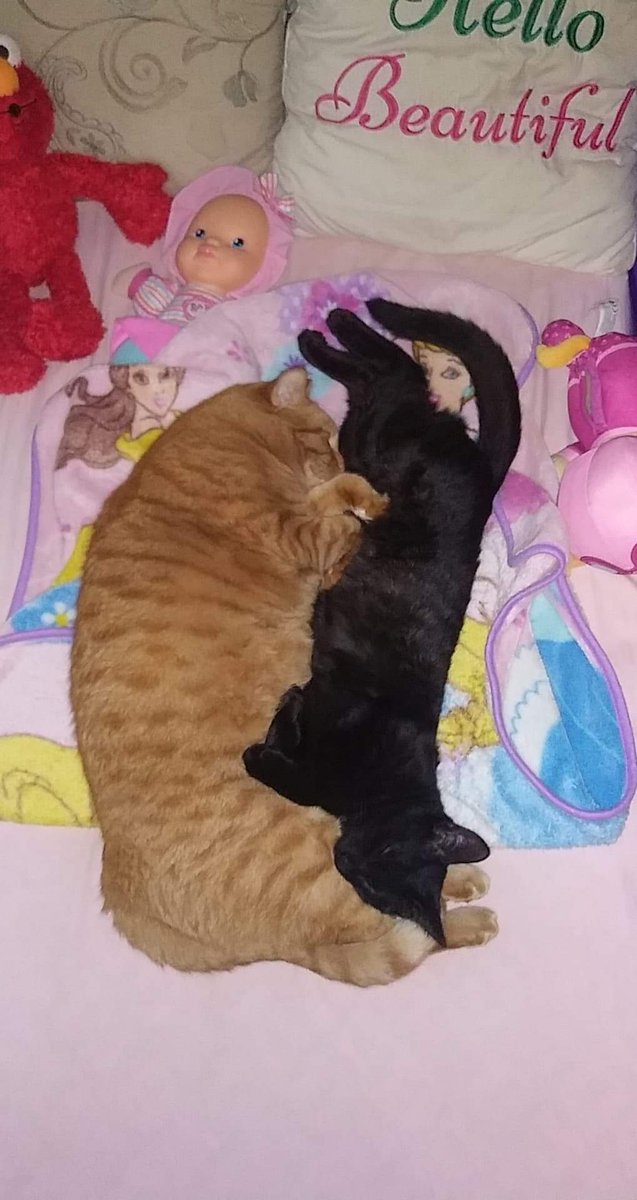 kodak moment ❤ #CatsOfTwitter