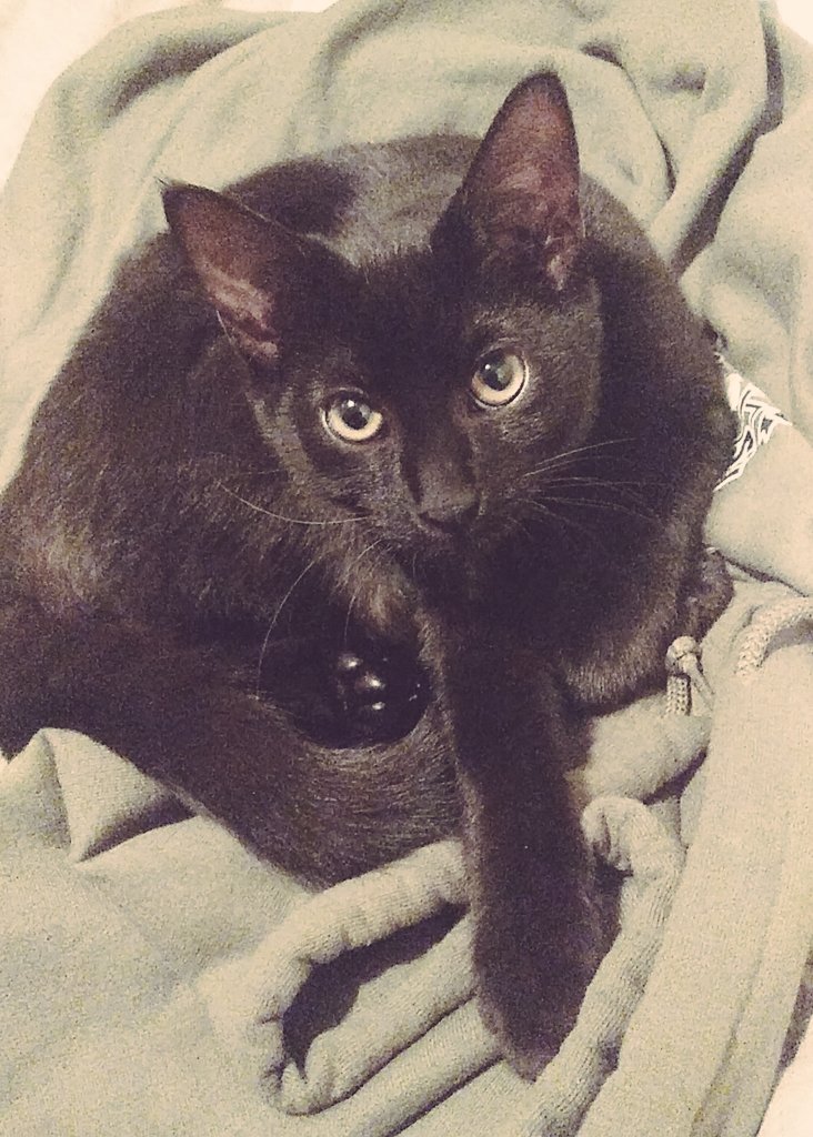 Hi my name is Melvin! I was the runt of the litter and had swimmers syndrome...Now im 5lbs and in perfect shape ❤ #CatsOfTwitter