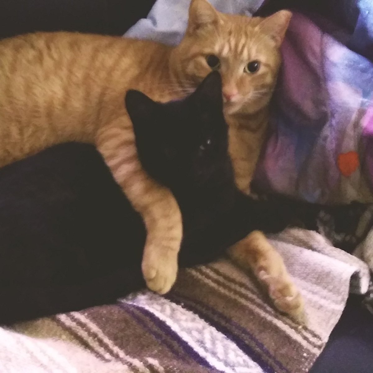 #NewProfilePic2020 #CatsOfTwitter