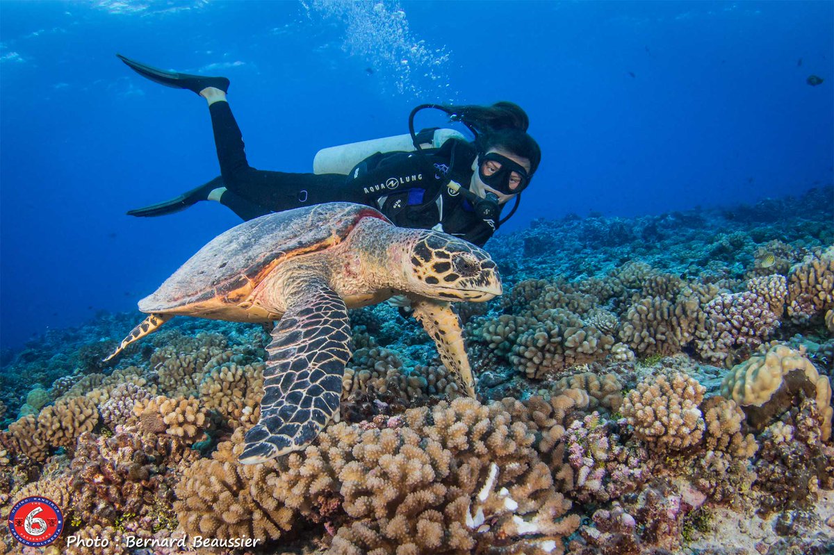 🤿 Plonger dans la passe de #Tiputa à #Rangiroa, où la garantie est de faire des rencontres uniques 🐠

📸 : ©Bernard Beaussier &amp; The Six Passengers