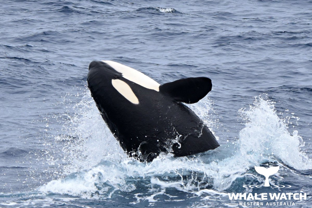 WhaleWatchWA's tweet photo. Pool Party⛱💦 Summer days are not just for the humans to enjoy, the Bremer Bay Orca love nothing more than frolicking together in the waters off Bremer Bay🐬 After a successful hunt it is always pool party time! See you in Bremer Bay 2021☀️➡️ https://t.co/rpTxCgF60V #JoinThePod https://t.co/GWscdgM51g