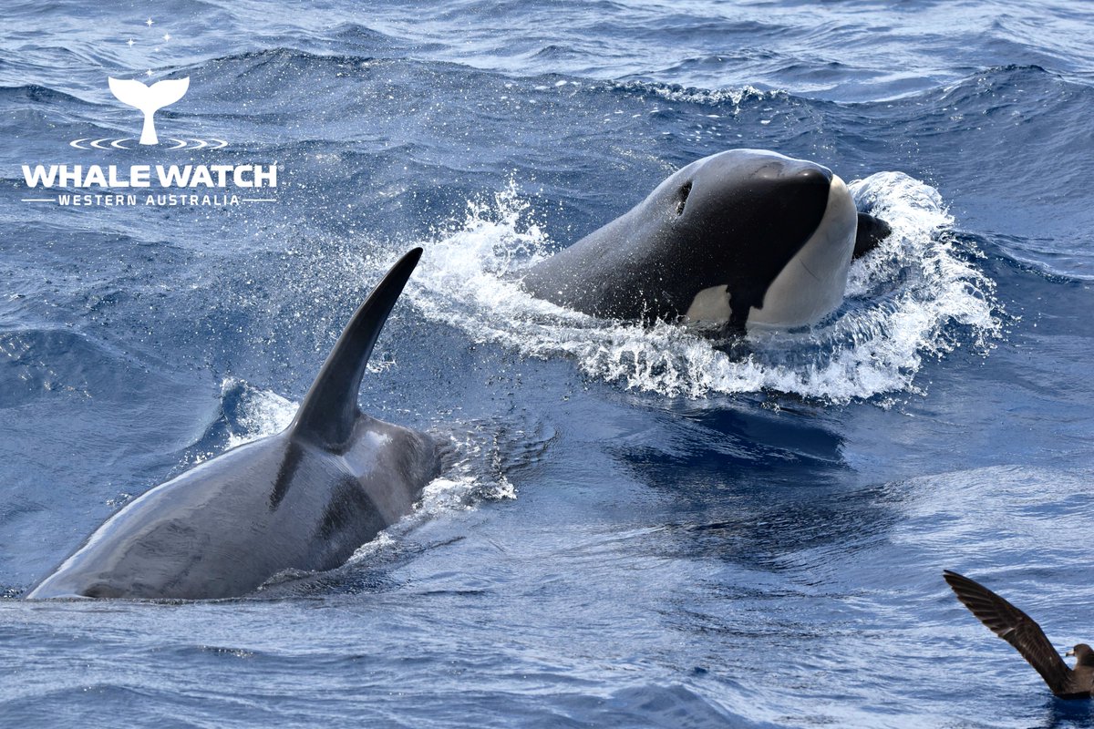 WhaleWatchWA's tweet photo. Pool Party⛱💦 Summer days are not just for the humans to enjoy, the Bremer Bay Orca love nothing more than frolicking together in the waters off Bremer Bay🐬 After a successful hunt it is always pool party time! See you in Bremer Bay 2021☀️➡️ https://t.co/rpTxCgF60V #JoinThePod https://t.co/GWscdgM51g