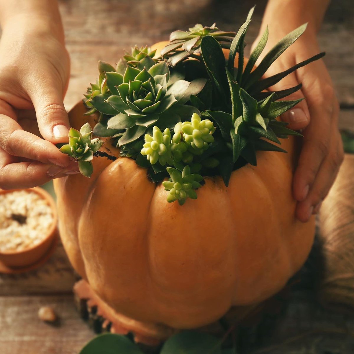 Pumpkins aren’t just for Halloween 🎃 they are now an October must-have just like December’s Christmas tree and are becoming far more versatile being used as decorative centrepieces in the home #pumpkins