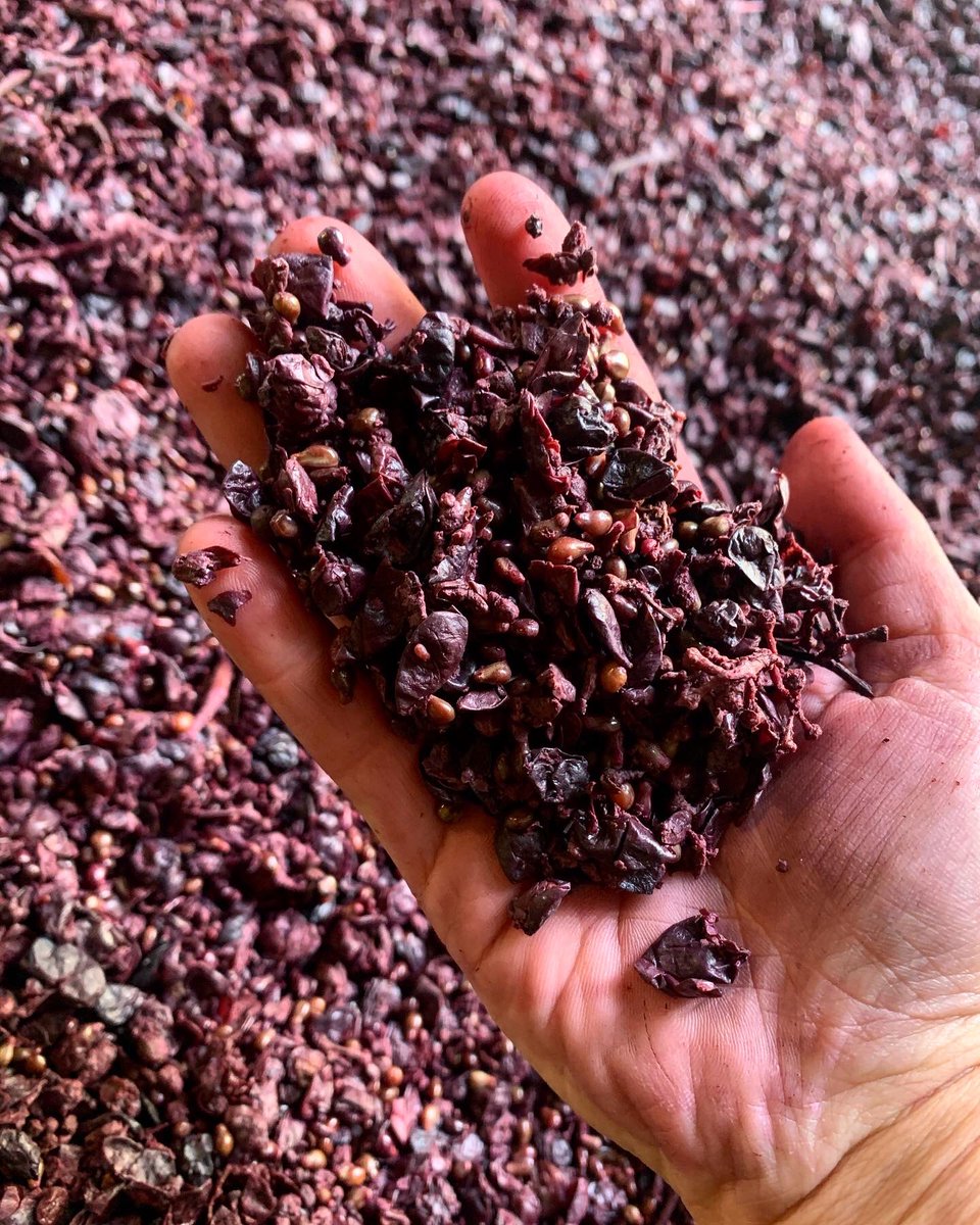 In piena #svinatura del nostro #Aglianicodelvulture 
#30Ottobre