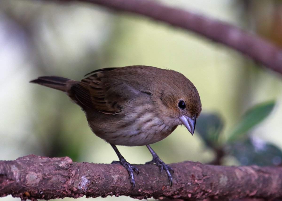 PhotoSingle's tweet photo. Female Blue-black Grassquit.

🇧🇷 Tiziu Fêmea

#photograghy #photo #nature #NaturePhotography #bird #friday #goodmorning https://t.co/IgIsqN8PDg