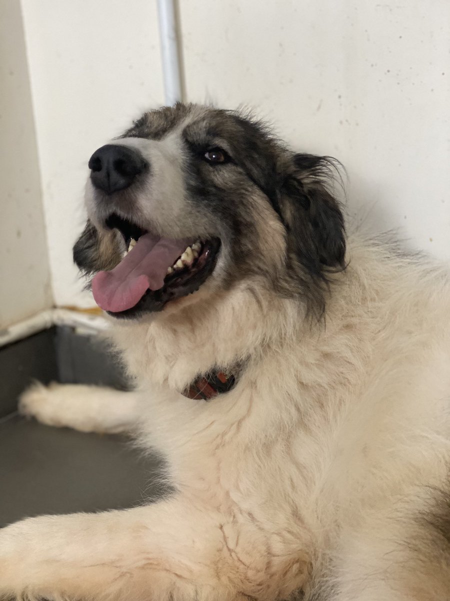 lost_souls10's tweet photo. Happy smiling dogs - thank you @burnspetfood for your help, support and dedicated team of nutritionists! #BurnsPetFood #SanctuaryLife #DogsOfTwitter #FedOnBurns #RescueDogs https://t.co/ME7tw1QkTO