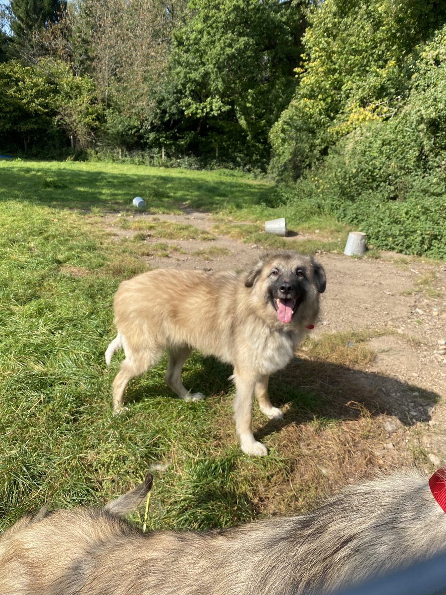 lost_souls10's tweet photo. Happy smiling dogs - thank you @burnspetfood for your help, support and dedicated team of nutritionists! #BurnsPetFood #SanctuaryLife #DogsOfTwitter #FedOnBurns #RescueDogs https://t.co/ME7tw1QkTO