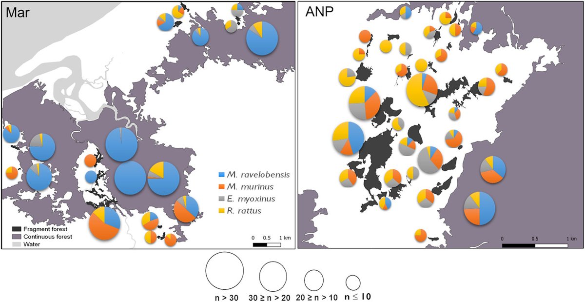 First up, Bertrand Andriatsitohaina's work on mouse lemur and rodent distribution across NW Madagascar. He found different ecological parameters influenced the distribution of ecologically similar species. #WorldLemurDay https://onlinelibrary.wiley.com/doi/full/10.1002/ajp.23059