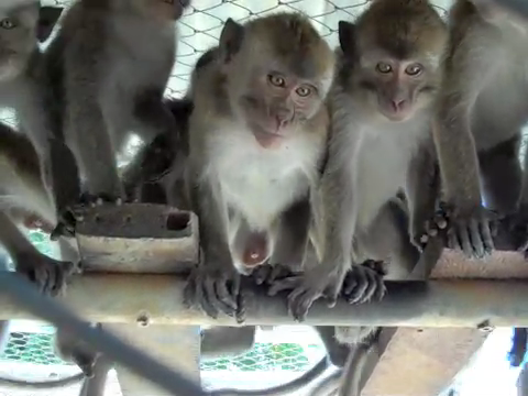 Photo; long-tailed macaques on Mauritius breeding farms; credit: Cruelty Free Internationa