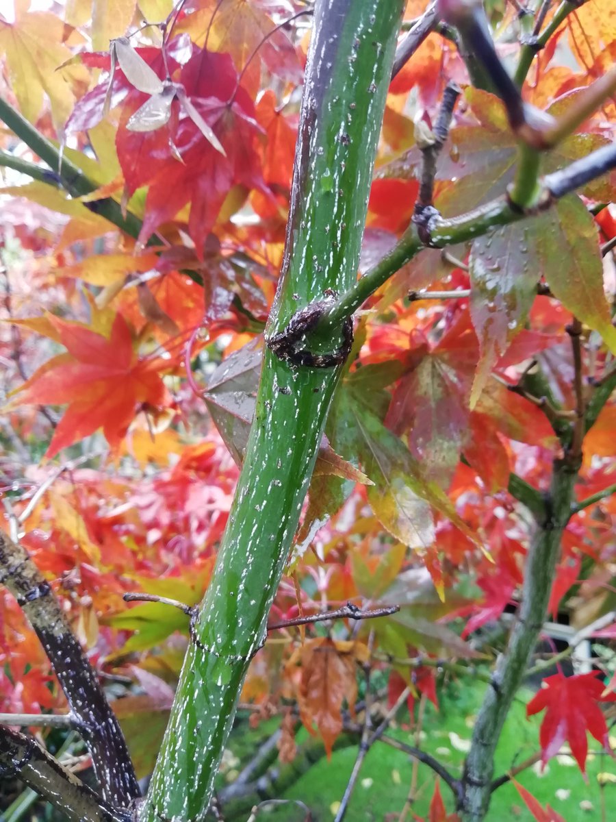 HamUnited's tweet photo. Our plant of the week is the second Acer tree in the John Betts garden, commonly known as Snakebark maple due to its distinctive bark. The leaves are now displaying orange to red tones for Autumn - beautiful even in the rain! #acers #snakebarkmaple #autumnleaves https://t.co/eB1HJYpebY