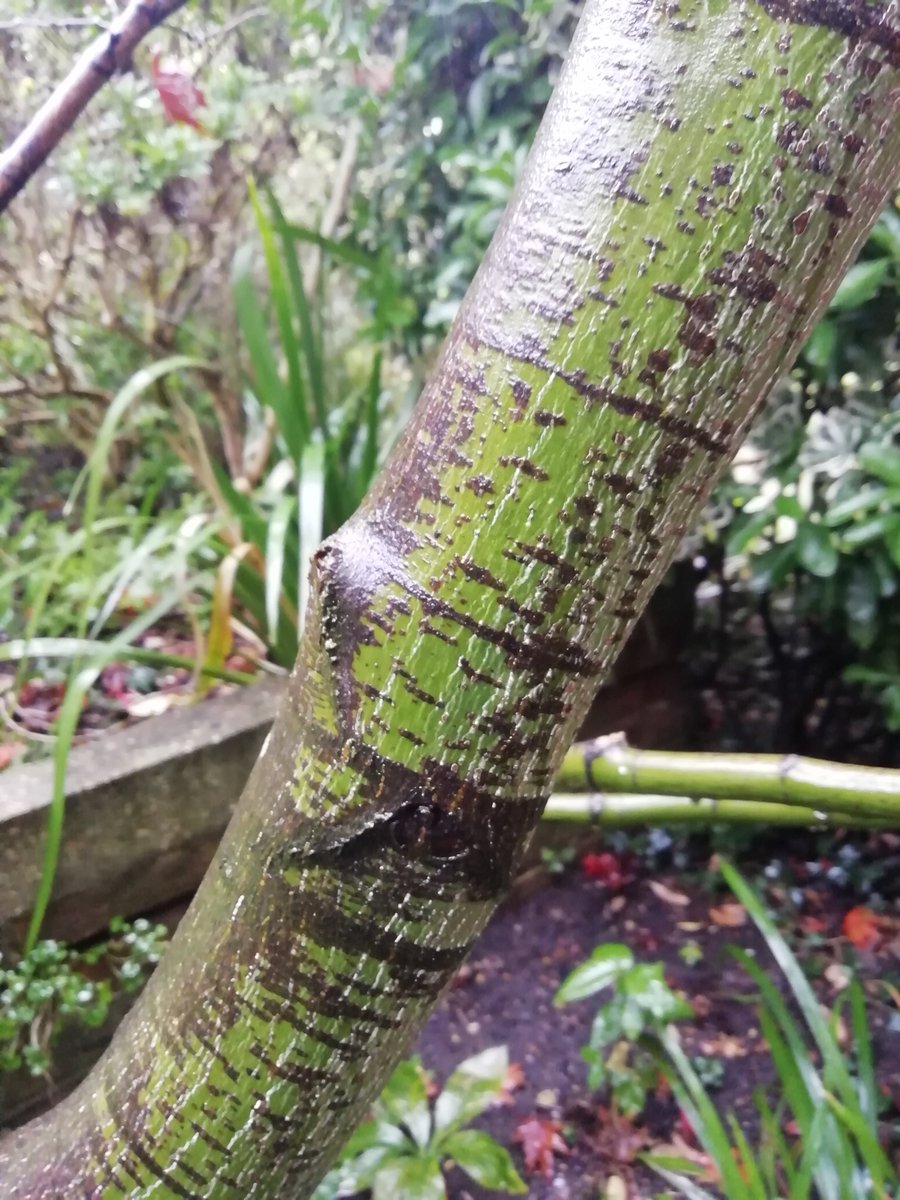 HamUnited's tweet photo. Our plant of the week is the second Acer tree in the John Betts garden, commonly known as Snakebark maple due to its distinctive bark. The leaves are now displaying orange to red tones for Autumn - beautiful even in the rain! #acers #snakebarkmaple #autumnleaves https://t.co/eB1HJYpebY