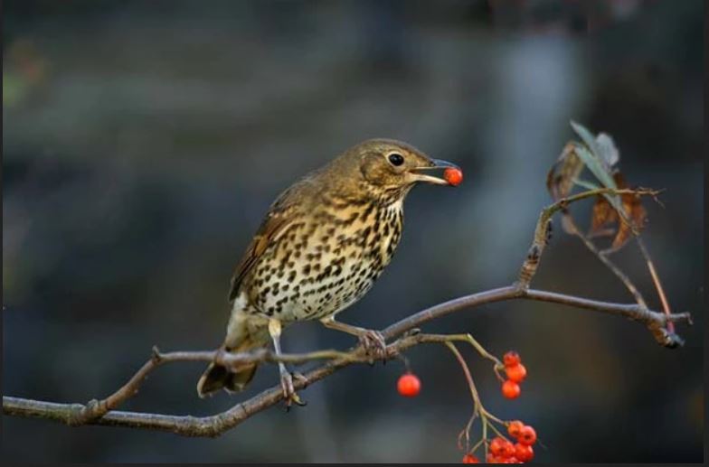 Let's talk about thrush!Specifically, let's talk about penile candidiasis in people on transfem HRT.