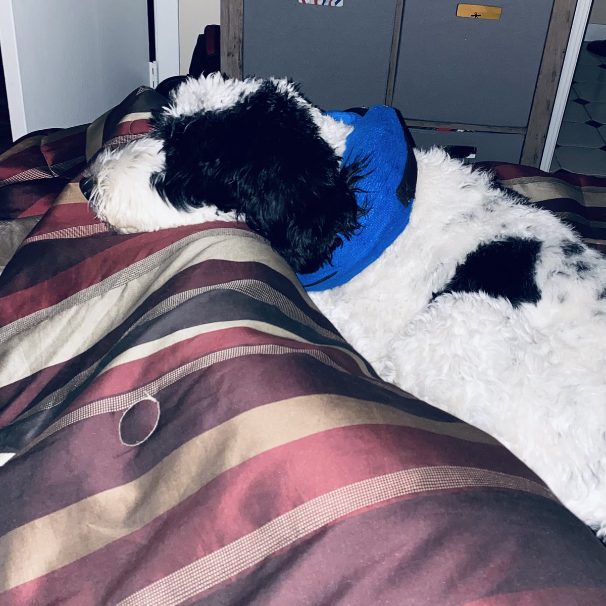 J_Zintsmaster's tweet photo. King had a rough week https://t.co/ArSFCUYJTc