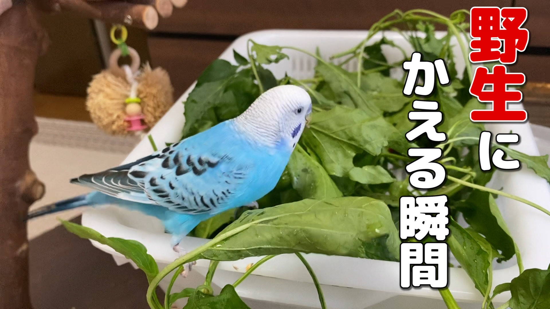 うめこぶです❣️0712 sugaya🐻🍎🫐🐴👣🍟🍢🌾🦁🔥🌍️ على X: 