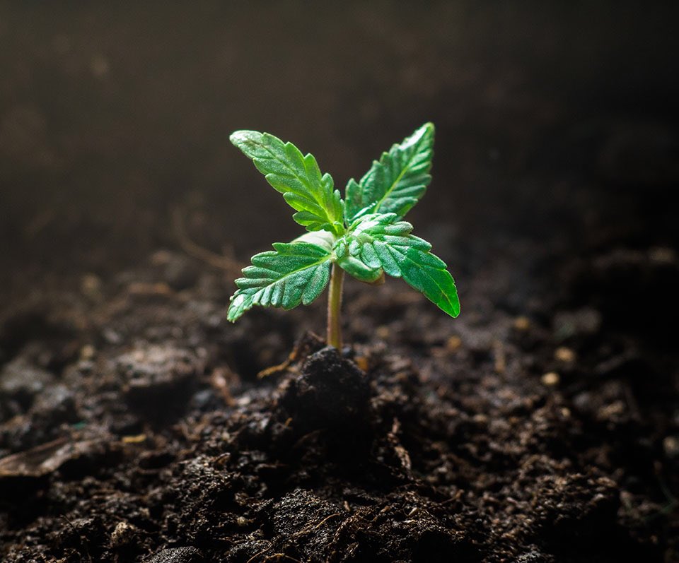 DrDerrell's tweet photo. For better or worse, marijuana is immensely popular and its popularity is increasing each and every day. There is a massive market for it, and investors have been slow to the punch.
A recent survey revealed 7.6 million Americans  light up almost every single day of their lives. https://t.co/w507z7FTGz
