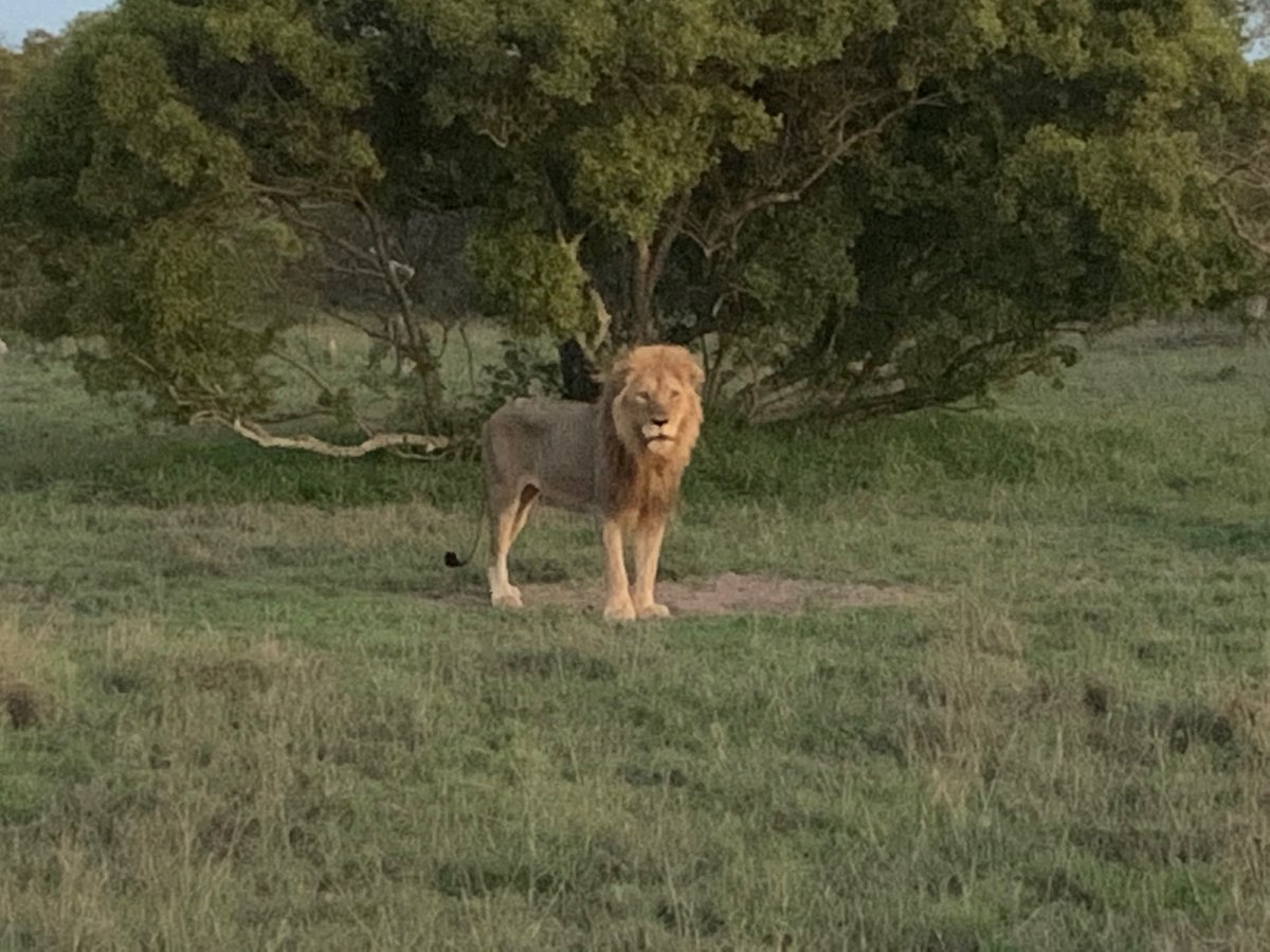SeanKritzinger's tweet photo. Incredible 3 days spent at Ngala Tented Camp in the Timbavati! Invigorating being in the bush again &amp; Ngala pulled out the stops with incredible hospitality &amp; cuisine. We were lucky enough to spot a genet, Civet, a pangolin, a leopard &amp; a white lion. The bush is waiting for you! https://t.co/ybmuV1uODj