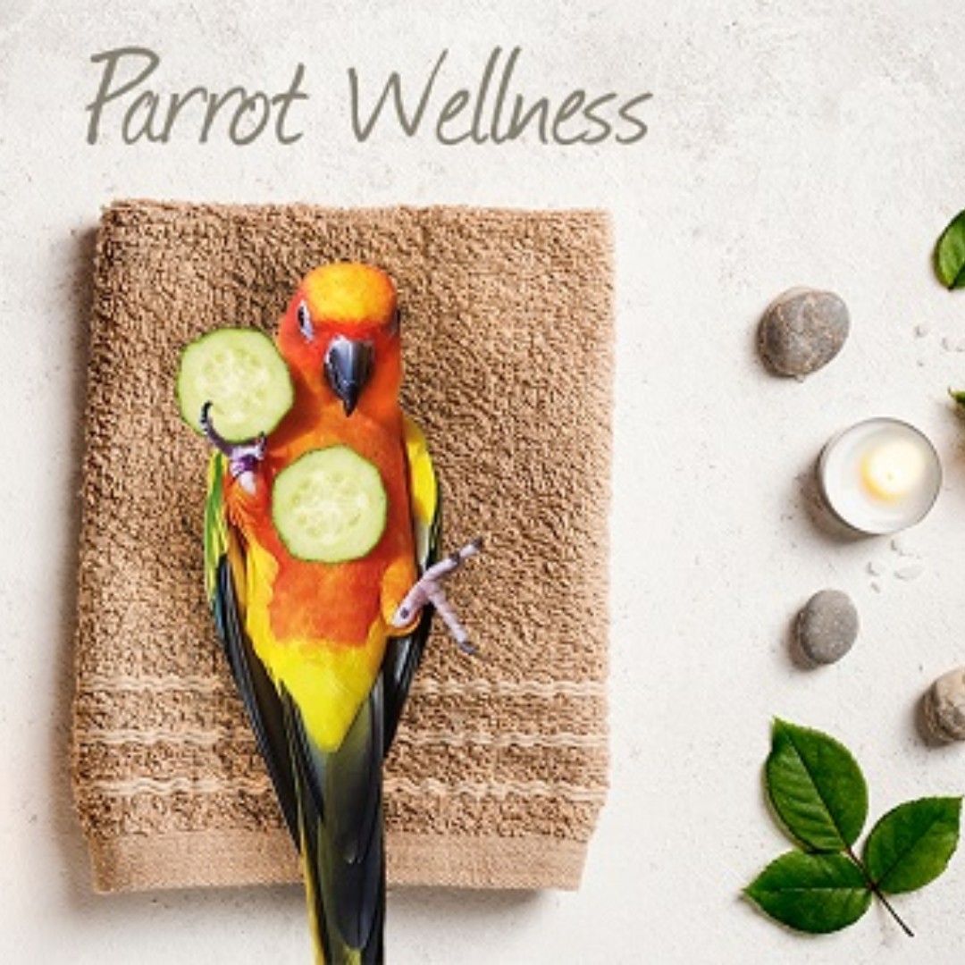 Learn more about Pet Wellness. #petwellness #parrotwellness #animalwellnesshttps://www.northernparrots.com/pet-wellness-month-blog802/
