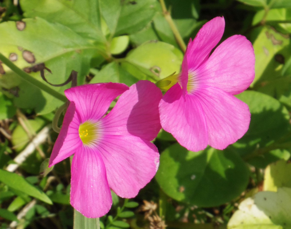 こころんグリーン うちの前の空き地に 大きなオキザリスの花が咲いていました 綺麗なピンクの花が 幾つも開いています 秋の 日差しに映える花です オキザリス ピンクの花 秋の花 秋 山野草 野草 園芸 ガーデニング 熊本市南区 熊本