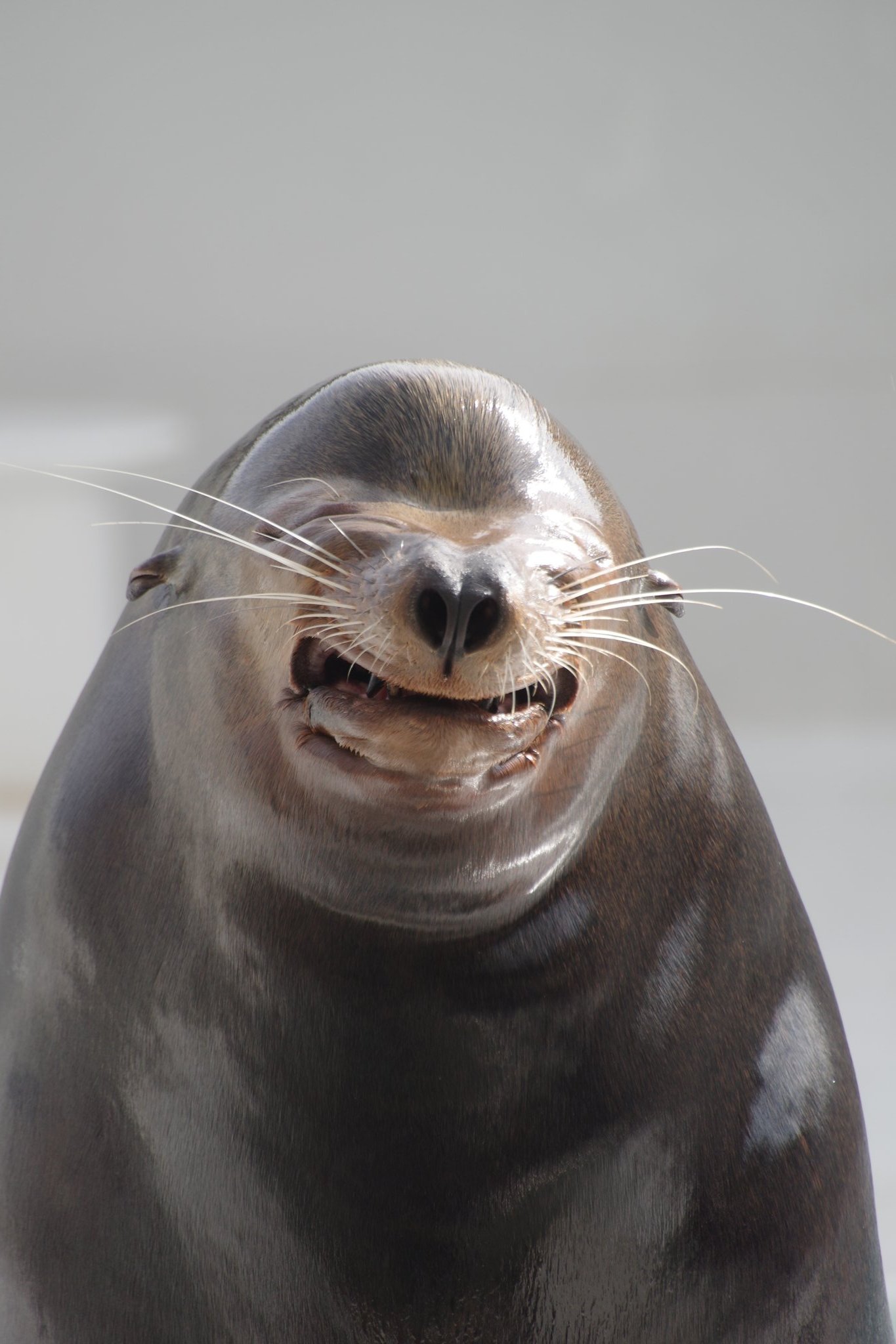 Tomokey 個人的には一枚目 サンくん の顔がいかにも 笑うアシカ にふさわしい お土産のお菓子のパッケージに似てる と思っている 二枚目はサンくんの父親であるカンジくん 鴨川シーワールド 水族館 カリフォルニアアシカ 笑うアシカ T Co