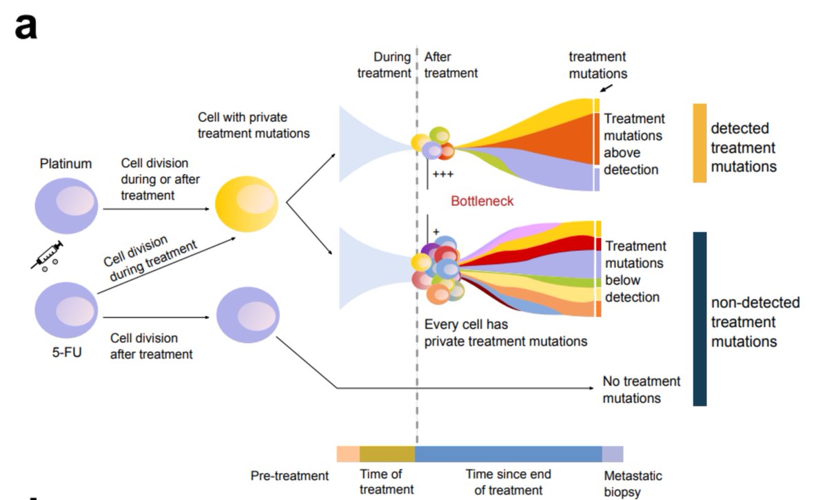 What about the 5-FU mutational footprint in the (3) samples exposed to the drug? We found no trace! Is it possible that hematopoietic cells do not incorporate 5-FU mutations because they are quiescent? We went back to the treated metastatic samples to try to answer this question