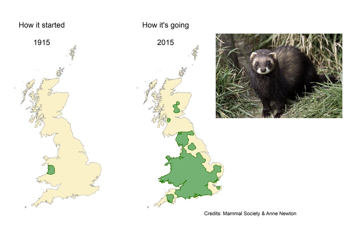 vincentwildlife's tweet photo. How it started ➡️ How it's going

Polecats are making a remarkable comeback, having almost become extinct in the early c20th. They have now re-colonised Wales and much of England! 

VWT has monitored the polecat’s recovery through national distribution surveys since the 1990s. https://t.co/KtAb3j8fIw