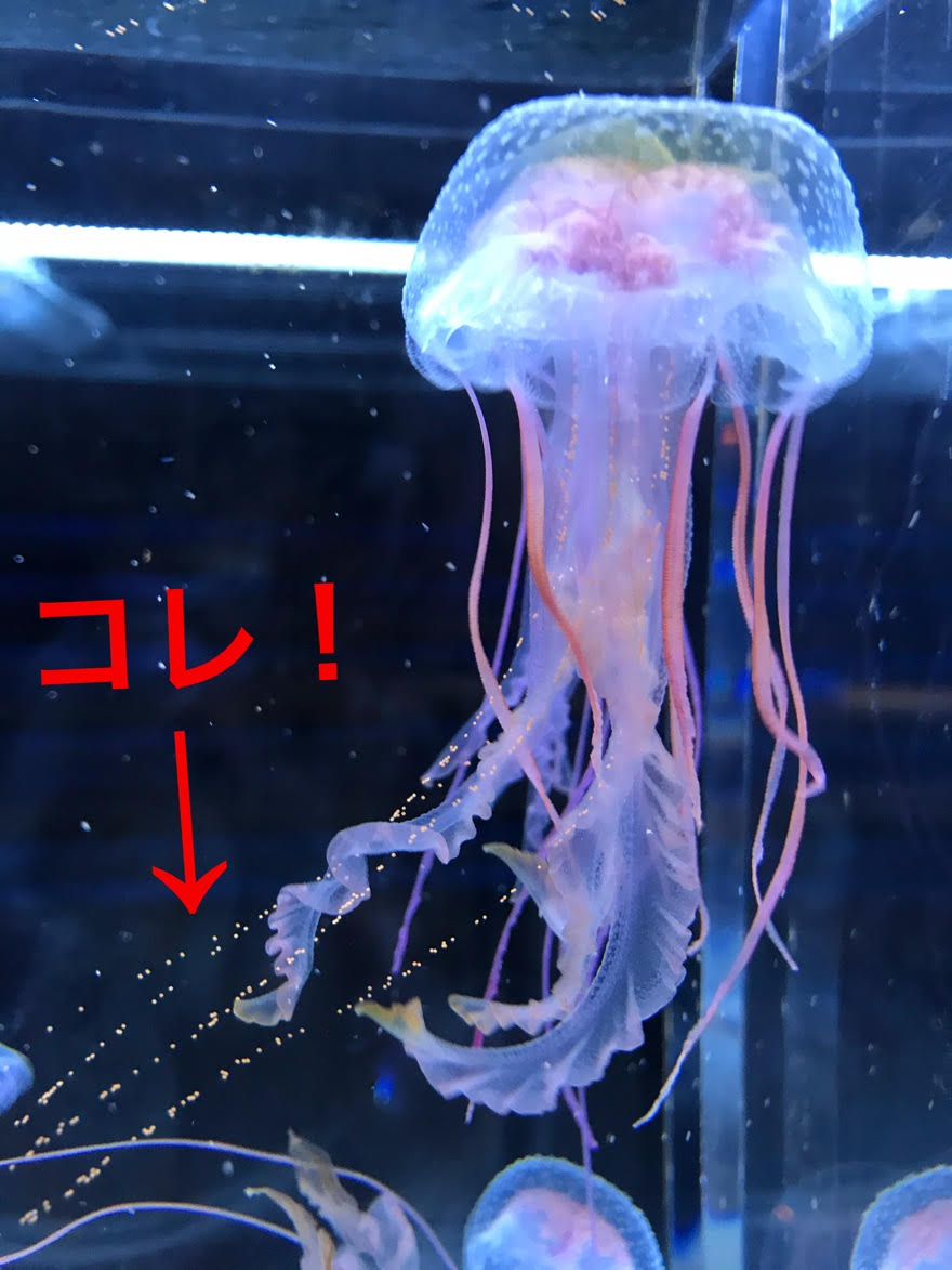 すみだ水族館 公式 オキクラゲ の産卵の様子がこちら 傘の中から 口腕 と呼ばれる長く伸びているリボン状のヒラヒラへ 小さな茶色の卵を少しずつ出しているのが見てとれます オキクラゲ ラボ 産卵の様子 すみだ水族館 公式 オキクラゲ の産卵の様子がこちら 傘の中から 口腕 と呼ばれる長く伸びているリボン状のヒラヒラへ 小さな茶色の卵を少しずつ出しているのが見てとれます オキクラゲ ラボ 産卵の様子