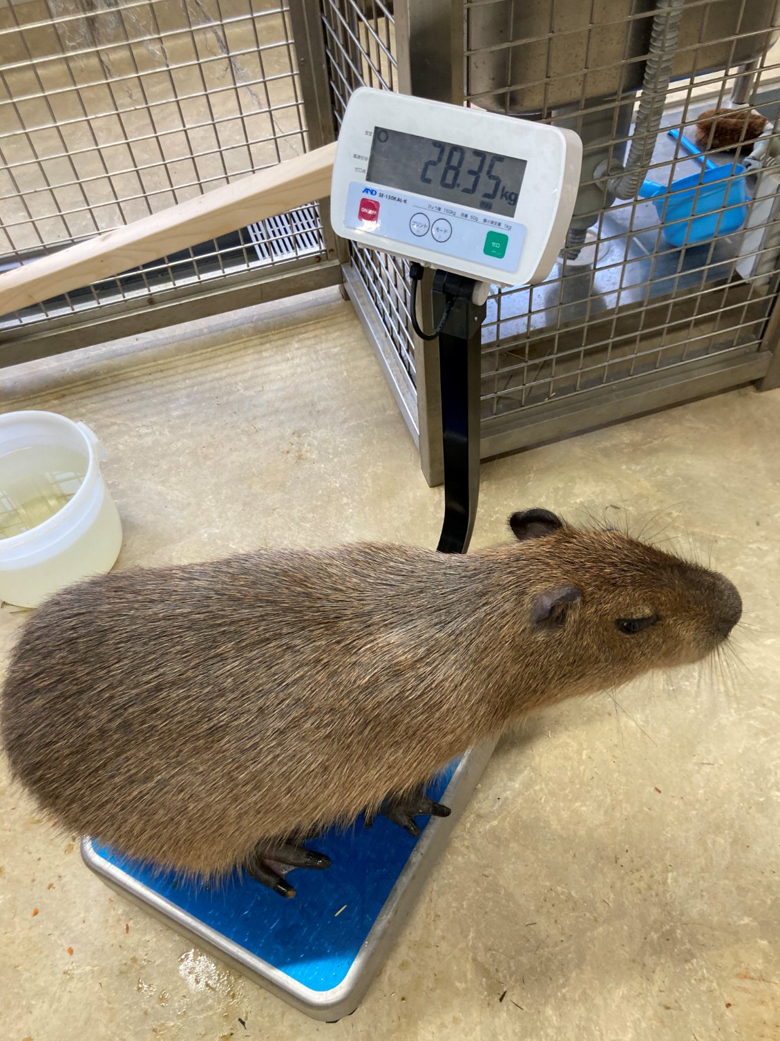 カワスイ 川崎水族館 こんにちは 獣医課クルーです カワスイには獣医師が常駐しており たくさんの生きものの健康管理 病気の治療をしています 飼育員と一緒に 英語の本とにらめっこ なんて日も カワスイの元気な魚や動物たちに是非会いにいらし