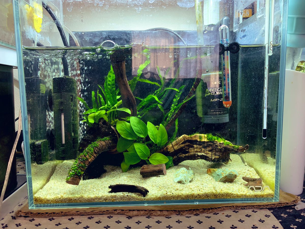 ひやむぎ レイアウト変えたー 水槽大きくないけどでかい流木にするだけで違うなー 以前買った入らない流木 切りまして いれた あとは株分けたアヌビアスとウィローモス育ってくれ ひやむぎ レイアウト変えたー 水槽大きくないけどでかい流木にするだけで違うなー 以前買った入らない流木 切りまして いれた あとは株分けたアヌビアスとウィローモス育ってくれ