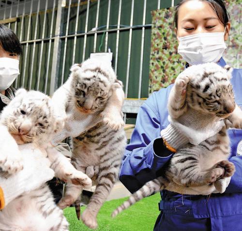 伊豆で誕生したホワイトタイガーの三つ子の赤ちゃんのこの可愛さたるや 想像するだけでご飯3杯いけるわ Togetter