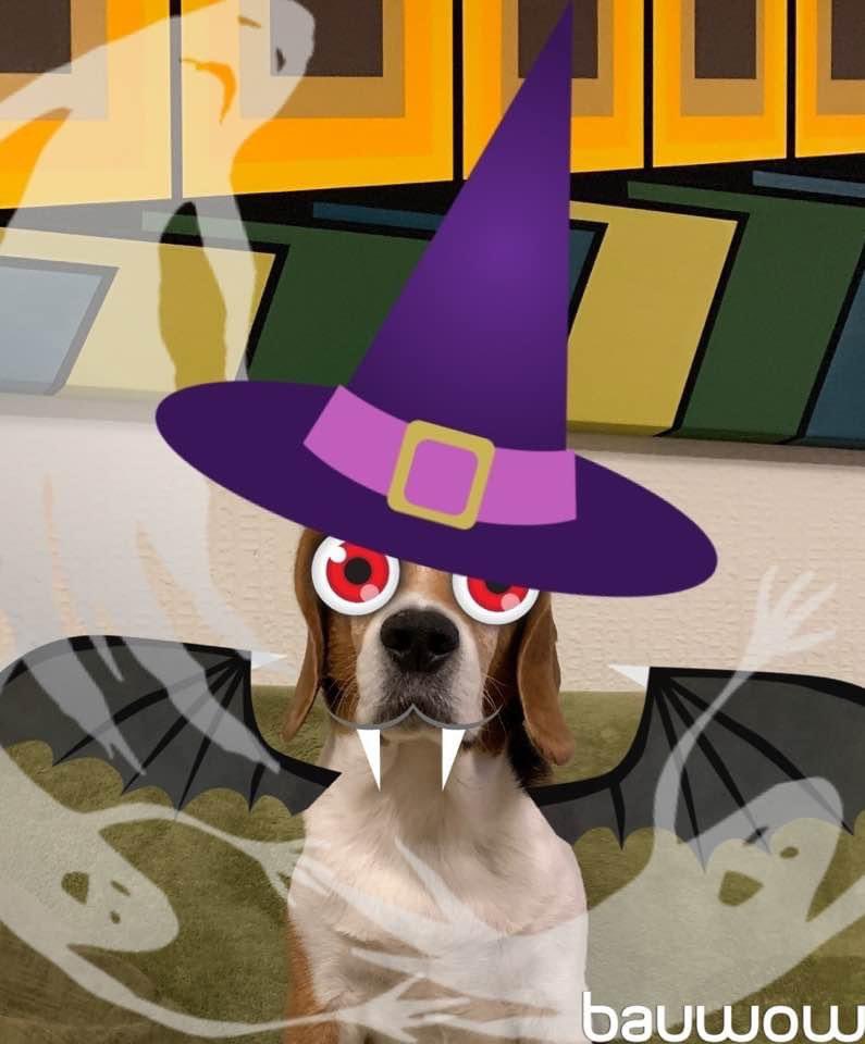Is that time of the year already! 👻👻

Download Bauwow app here 👉 onelink.to/s26zbc it’s free!

And have fun with the original #halloween￼ stickers when you post on The Daily Bark 😁