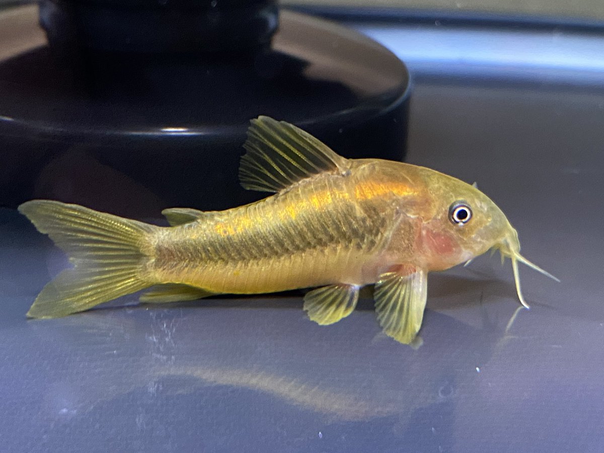 ざうらー あー 誤解させてしまい申し訳ない コリドラス線虫は早めに手を打つべきです プルケールの症例の様な吸虫はゆっくりしていても害が少ないのです 私の所では線虫はもう10年以上見ていないですが 新たに導入された魚が持ち込んでいるんですかね