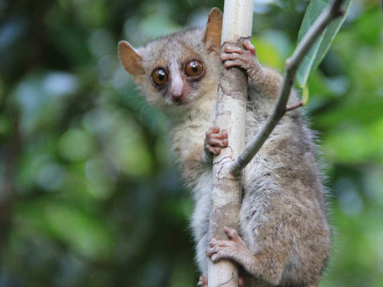 Heading to the South of Madagascar, Laza Andriamandimbiarisoa investigated how mouse lemurs move throughout complex and human-dominated landscapes.  https://www.journalmcd.com/index.php/mcd/article/view/mcd.v10i3s.7
