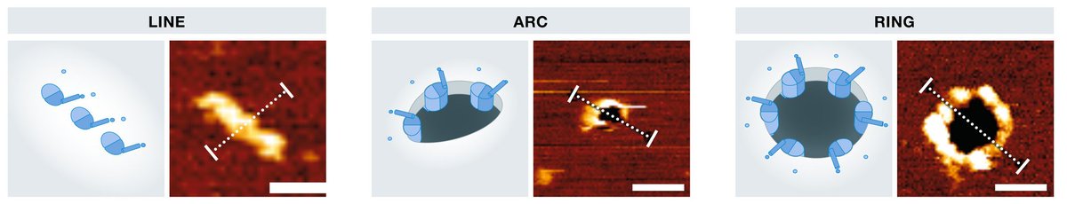 Check out our new review on membrane pores in cell death 💀dx.doi.org/10.15252/embj.…
