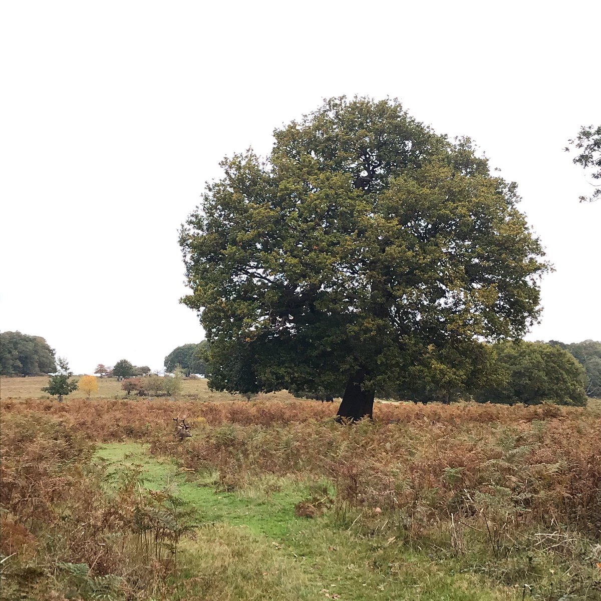 OnCloudPine's tweet image. It’s Friday 🤗 In celebration here is our #firstblog post (link in bio) sharing a little more about us 🎄Side note, can you find the deer in this picture? Hope you have a great weekend 🥰 #blog #firstblog #loveiurplanet #sustainability #christmas #londonchristmas #richmondpark