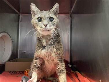 WildeOscarCat's tweet photo. SUPER SWEET MIMI needs a loyal, loving home!!  #ADOPT #FOSTER #PLEDGE!  #NYC #cats #sweet !!
SUPER SWEET MIMI needs a loyal, loving home!  #ADOPT #FOSTER #PLEDGE!  #NYC #cats #sweet
https://t.co/UknZupcFg7 https://t.co/6UuvP2Y9Ml
