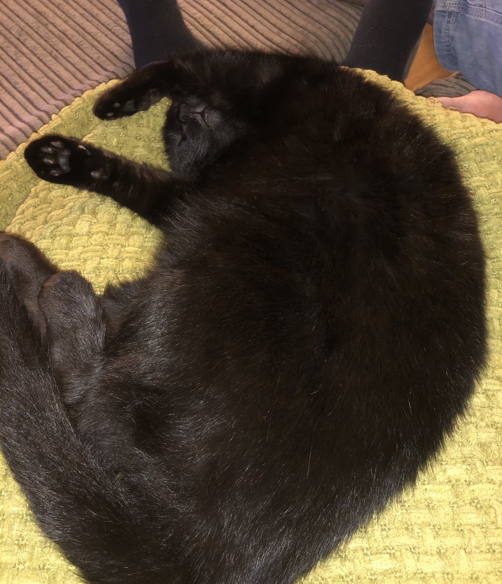 Tegs377's tweet photo. ⁦@thismorning⁩  my black cat Magic... must be hard life being a cat! Lol... 
Terri Ann https://t.co/sVgqq04WST