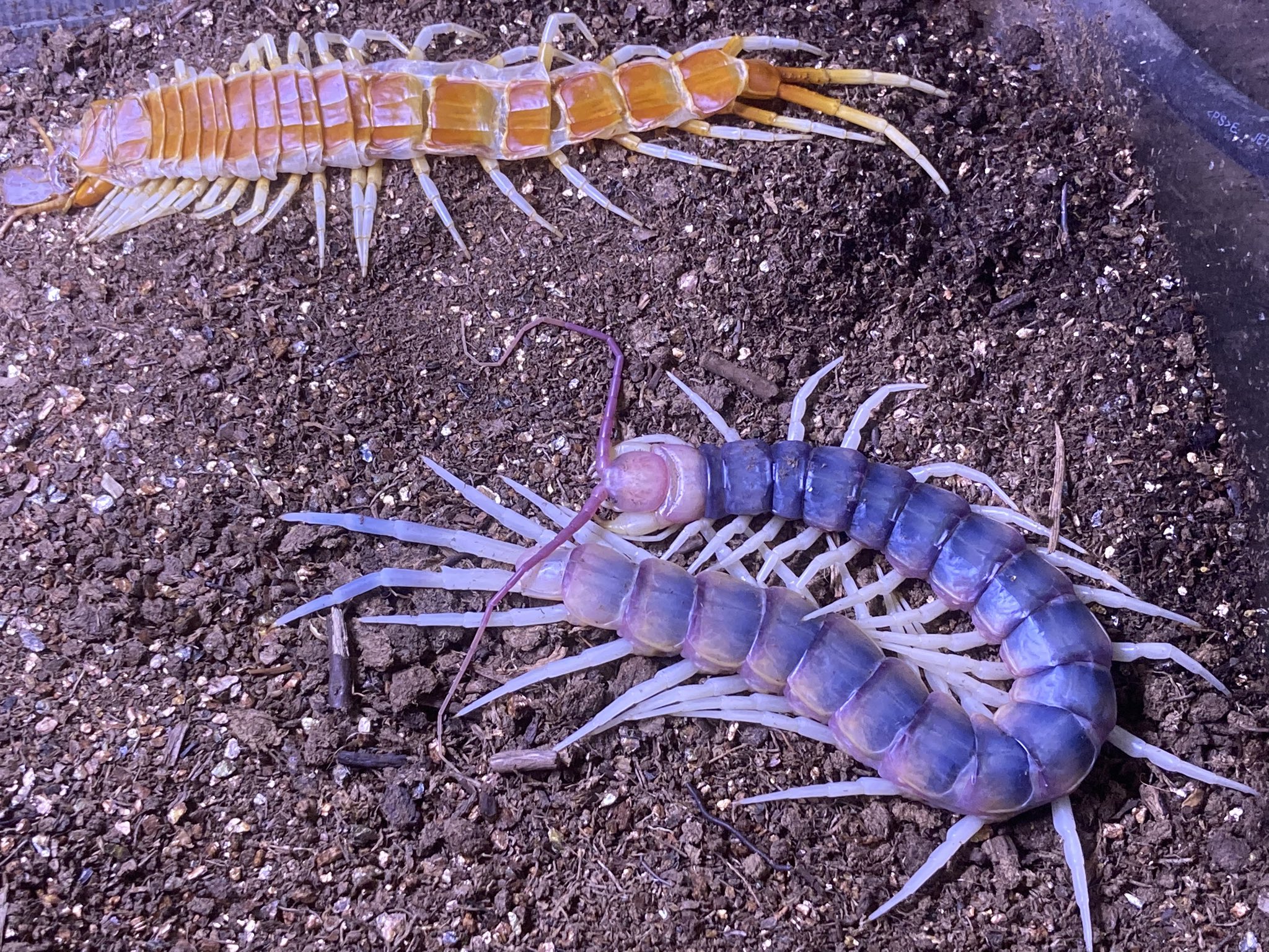 草津熱帯圏 こんばん爬虫類 ペルビアンジャイアントオオムカデのムカデ長老が脱皮しました 脱皮殻は綺麗に脱いでおり 手に持ってみると脱皮と言うより分身みたいな印象です ちなみにこれ バネのおもちゃみたいに伸び縮みするのでちょっと面白いです