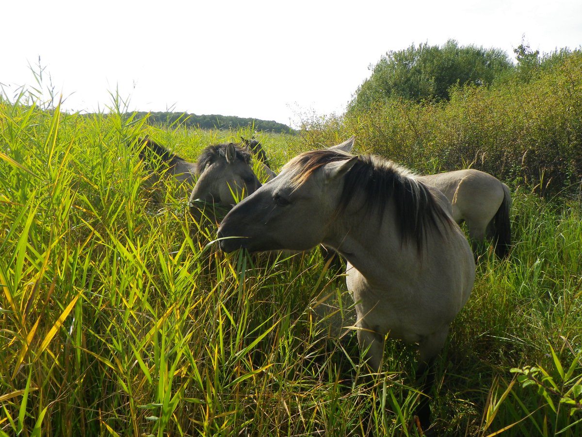 🐴 LE CHEVAL AU SECOURS DE L’ORCHIDÉE

Les chevaux Konik Polski sont de très bons gestionnaires de biodiversité. Des milieux dits « pionniers » réapparaissent sous les sabots des chevaux, et avec eux des espèces qu’on désespérait de sauvegarder, telle qu'une orchidée protégée