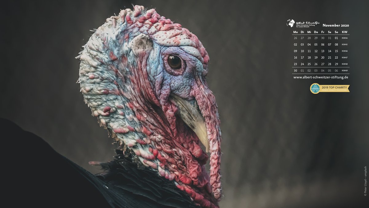Wusstet ihr, dass Puten in Freiheit in sozialen Verbänden mit bis zu hundert Individuen und einer strikten Rangordnung leben? Wir widmen unser neues Kalenderbild den intelligenten und neugierigen Vögeln. 🦃 💚 Hier steht es für euch zum Download bereit: albert-schweitzer-stiftung.de/aktuelles/desk…