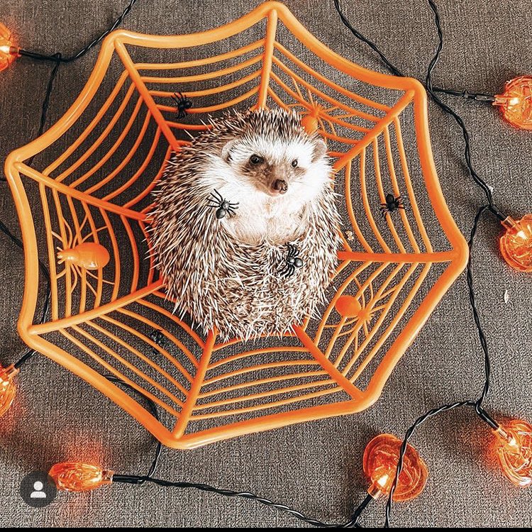 daily__hedgehog's tweet photo. Friday 30th October, 2020 https://t.co/3HcxB78iIG