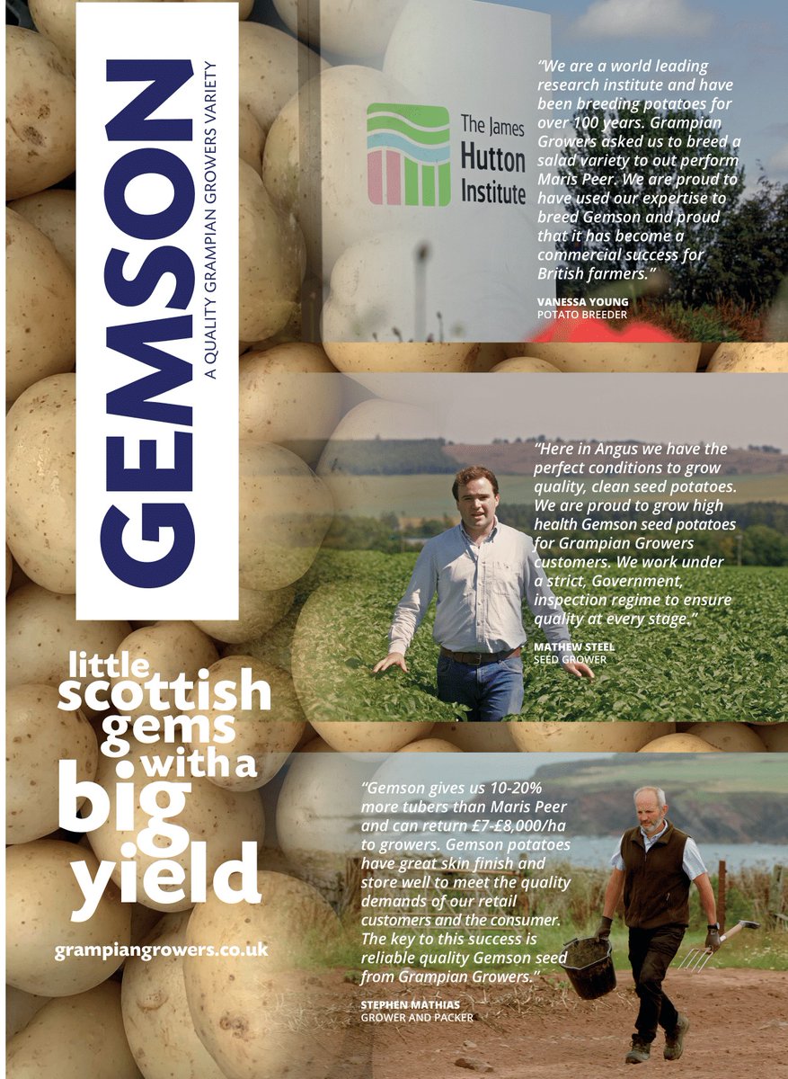 GrampianGrowers's tweet photo. Some superb #Gemson seed crops in our stores just now😃🥔
Watch our video below to hear why Gemson works so well with seed and salad growers across the UK👇

For seed orders please call 01674 830555☎️ or email info@grampiangrowers.co.uk 📧

https://t.co/orM8MaTZwZ https://t.co/EJwcXi8M0D