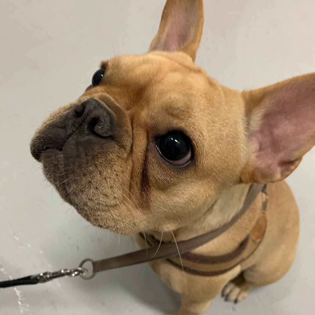 [kimdoenjang1115] 🐶

201030 #김된장 인스타그램 update 

📎instagram.com/p/CG9v9UYFkVi/…