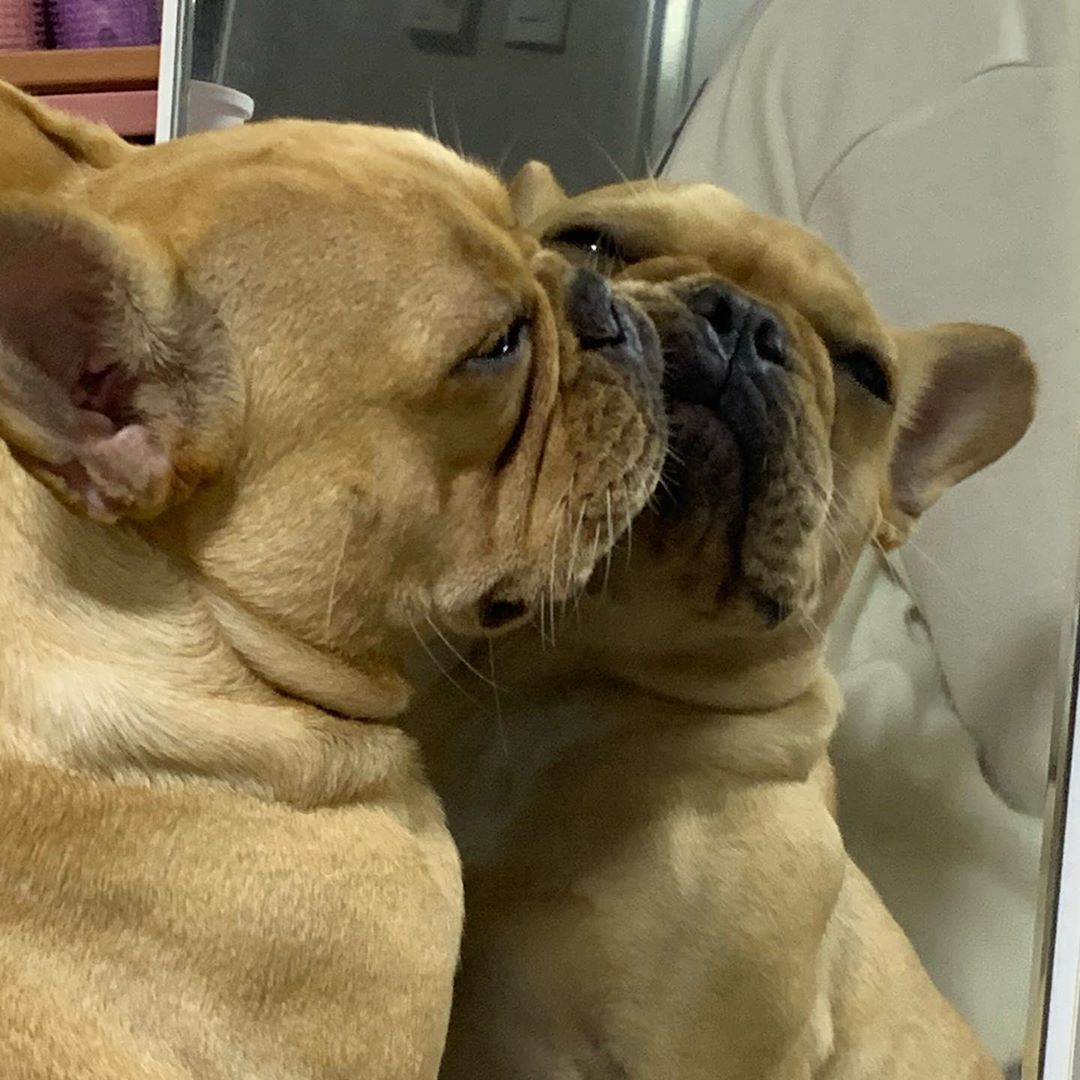 [kimdoenjang1115] 🐶

201027 #김된장 인스타그램 update 

📎instagram.com/p/CG2c3xHlgjX/…