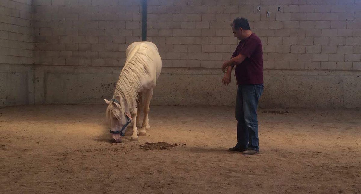 Beto_Arango's tweet photo. Este amigo es DESCARADO y está mi primera vez que adiestre un caballo de manera natural en Soto del real Madrid España #lucyrees #adiestramientonatural https://t.co/nc1y9PGPzL