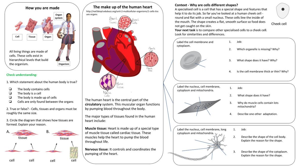 Y7Cells. Thinking about where #antiracism would fit in. Prepared a lesson about specialised cells within the context of skin (integumentary system), skin tone, UV &amp; human evolution, UV beads investigation; follow up with the human heart, health and empathy for others.