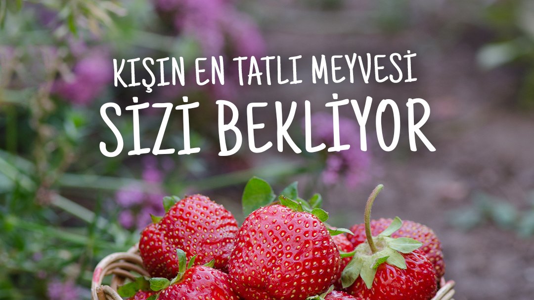 Kışın tatlı ihtiyacınızı bastıracak leziz çilekler Çilek Evi'nde! 😋🍓 

#Çilek #ZehirsizSofralar #temizgıda