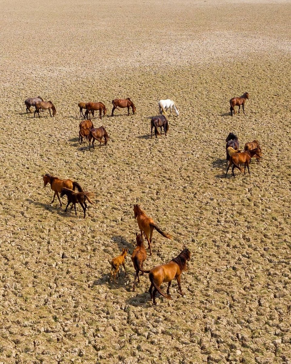 Samsun Kuş Cenneti 🐎

📍 Samsun Bafra

#samsun #kızılırmakdeltası