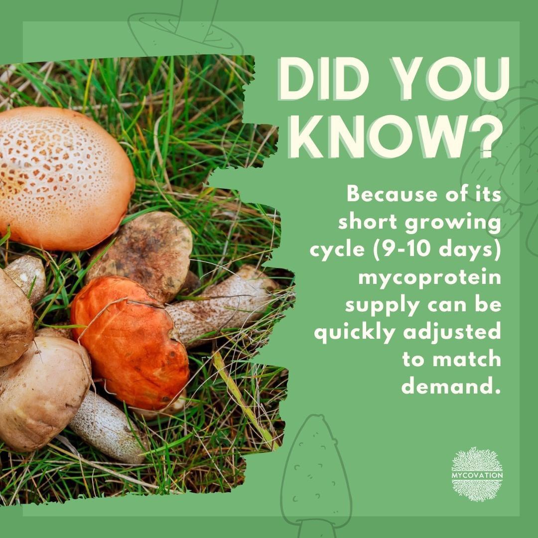 Supply chain is very crucial in all aspects of human life. Be it a tool or having food on the plate, being able to match demand with supply requires planning and flexibility of the product, in itself. 

The bliss of #mycelium is the answer to this challange in the world today!