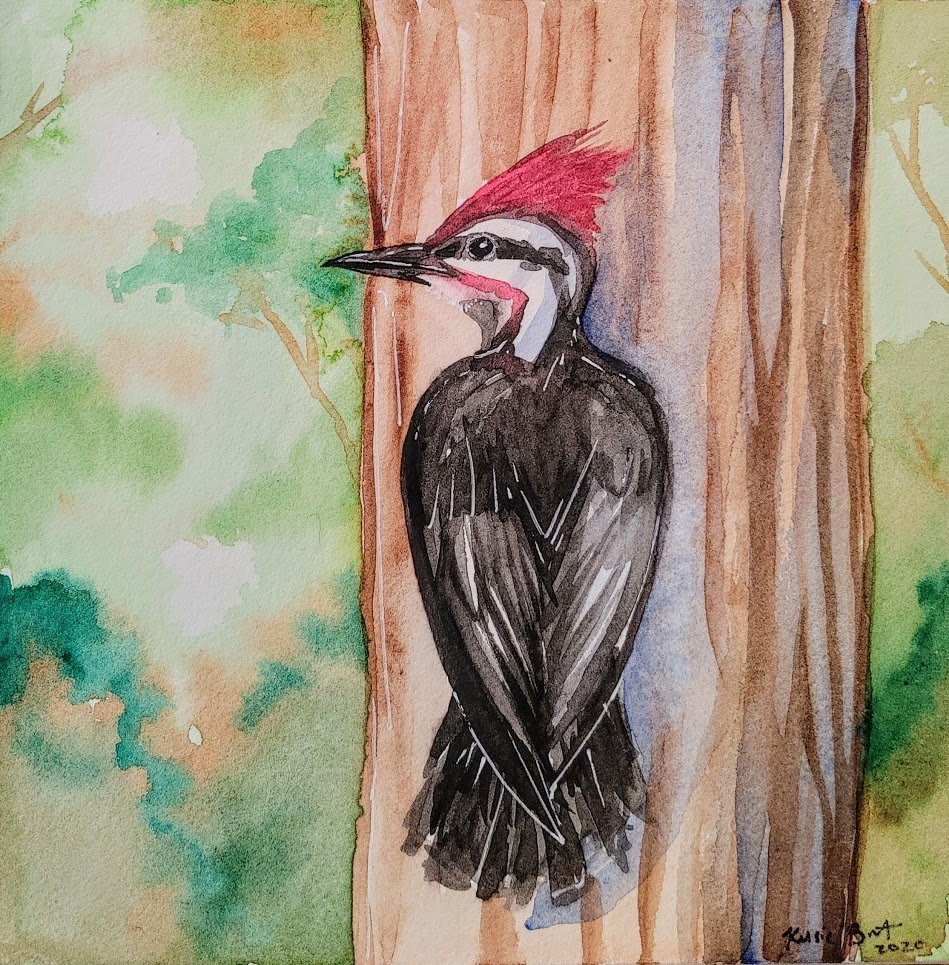 Wild October 30: Ecosystem Engineer

Woodpeckers can make cavities which are used for nesting. These nests are reused by all sorts of other species.

#wildoctober #wildoctober2020